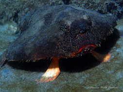 Image of Redbellied batfish