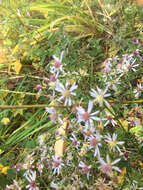 Image of common blue wood aster