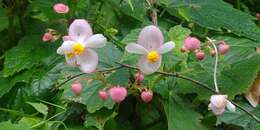 Image of Begonia formosana (Hayata) Masam.