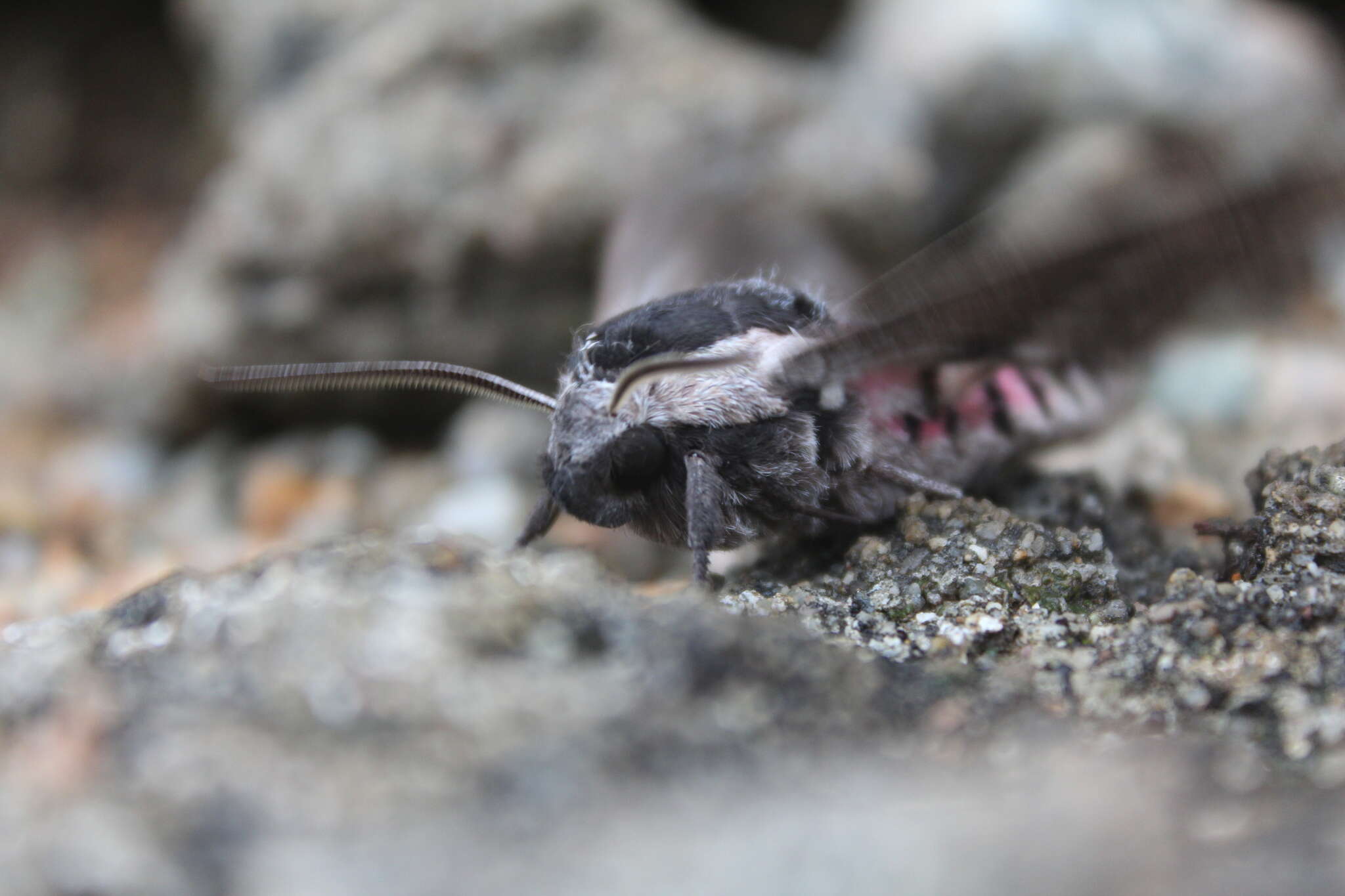 Image of privet hawk-moth