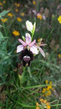 Слика од Ophrys bertolonii Moretti