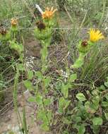 Sivun Grindelia ciliata (Nutt.) Spreng. kuva