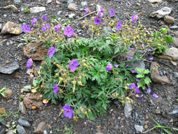 Imagem de Geranium ruprechtii (Woronow) Grossh.