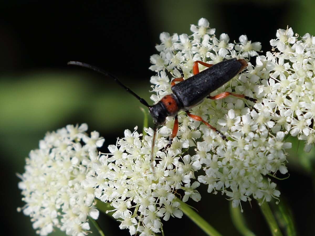 Слика од Phytoecia (Musaria) affinis (Harrer 1784)