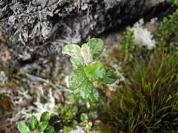 Image de Diplostephium gynoxyoides Cuatrec.