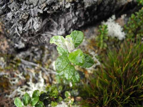 Image of Diplostephium gynoxyoides Cuatrec.