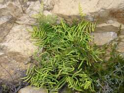 Image of Gleichenia polypodioides (L.) Sm.