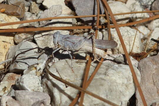 Image of Trimerotropis titusi Caudell 1905