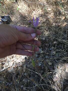 Image of California brodiaea