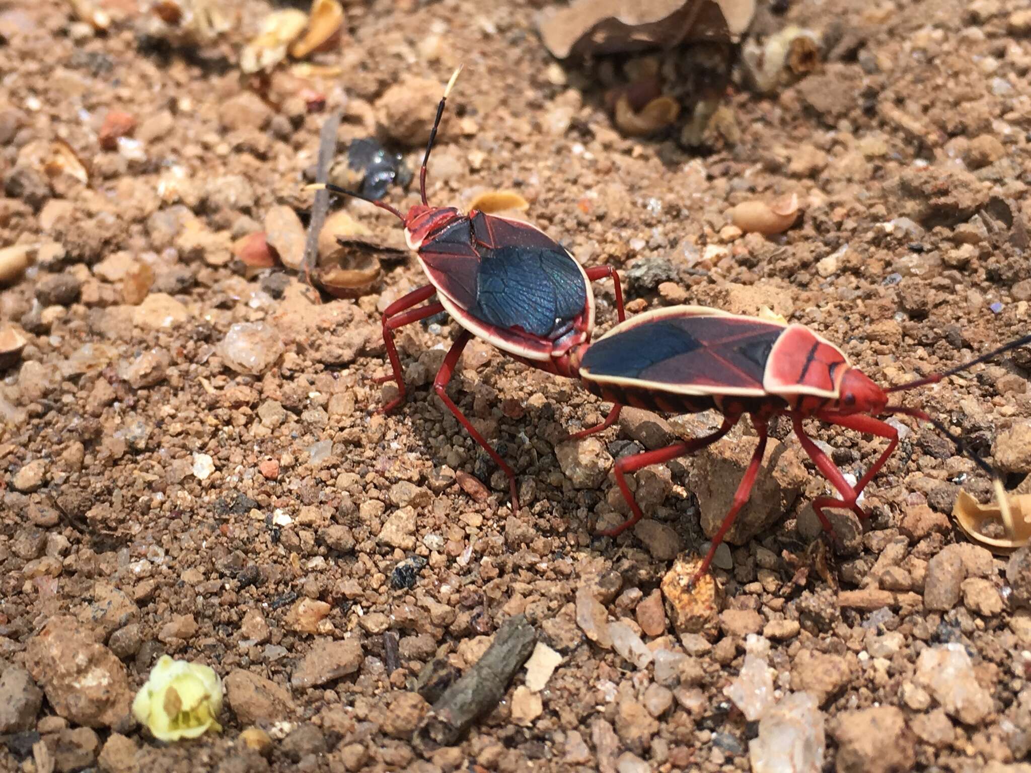 Image of <i>Probergrothius varicornis</i>