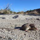 Image of spiny pocket mouse