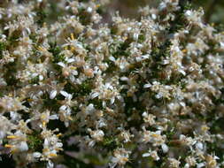 Image of Alpine Daisy-bush