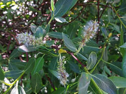 Salix boothii Dorn resmi