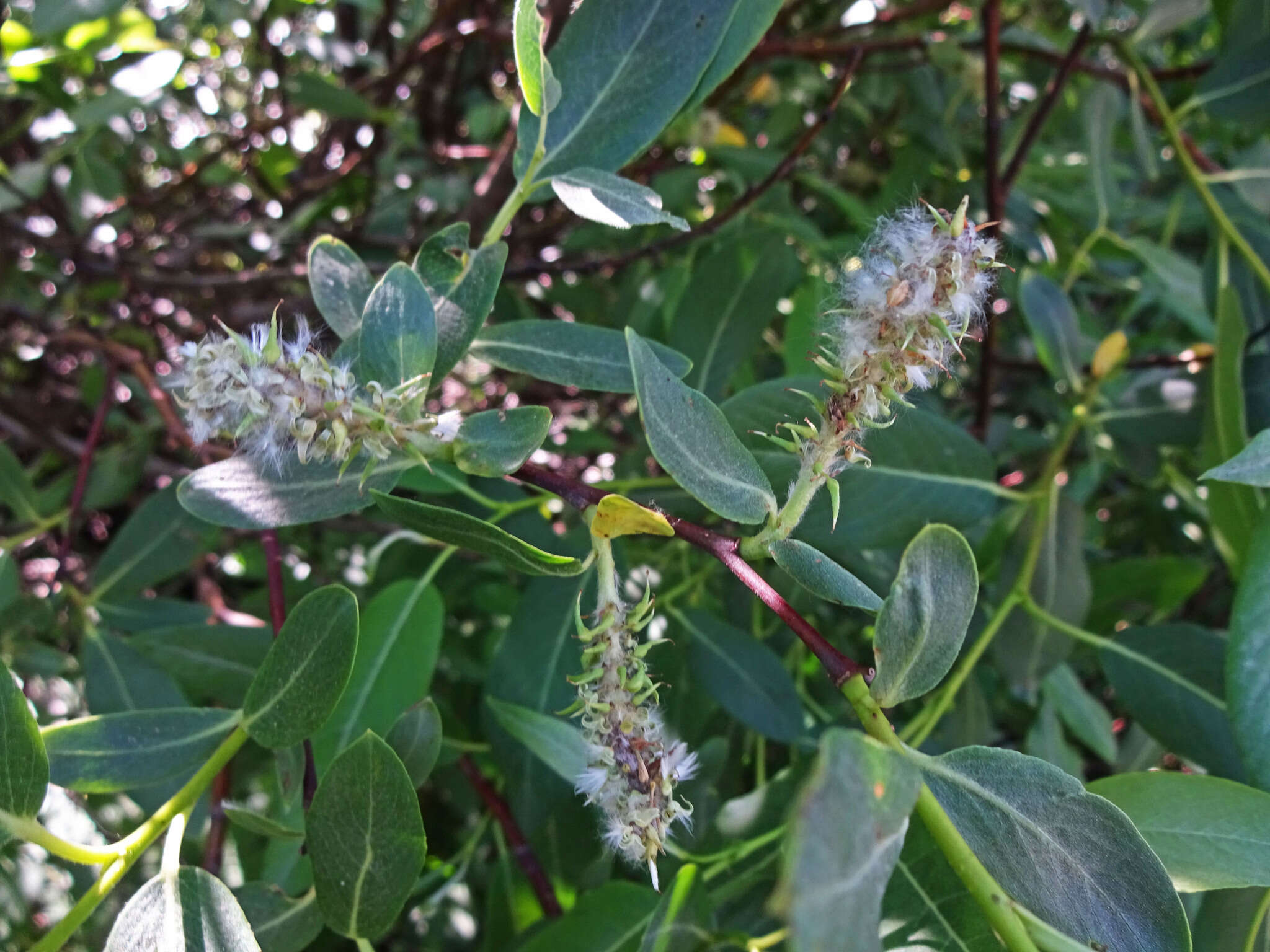 Image of Booth's willow