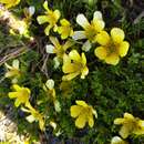 Image of Ranunculus niphophilus Briggs