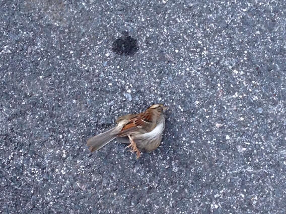 Image of White-throated Sparrow