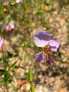 Imagem de Rhexia mariana var. ventricosa (Fern. & Grisc.) Kral & Bostick