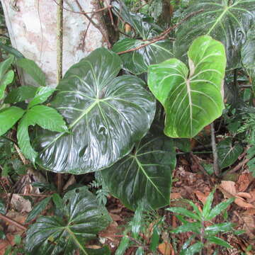 Image of Philodendron gloriosum André