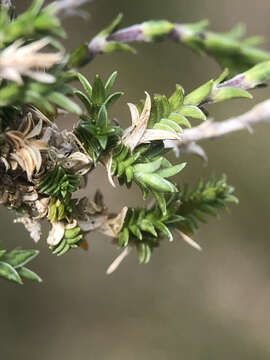 Image of Arenaria aggregata (L.) Loisel.