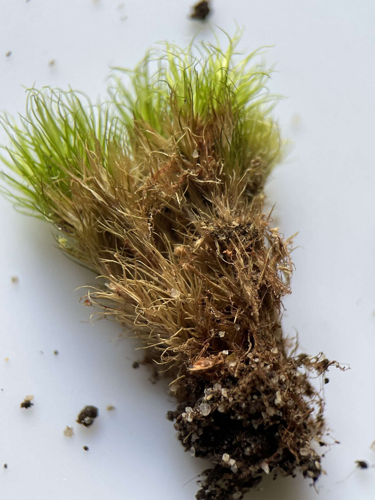 Image of brittle swan-neck moss