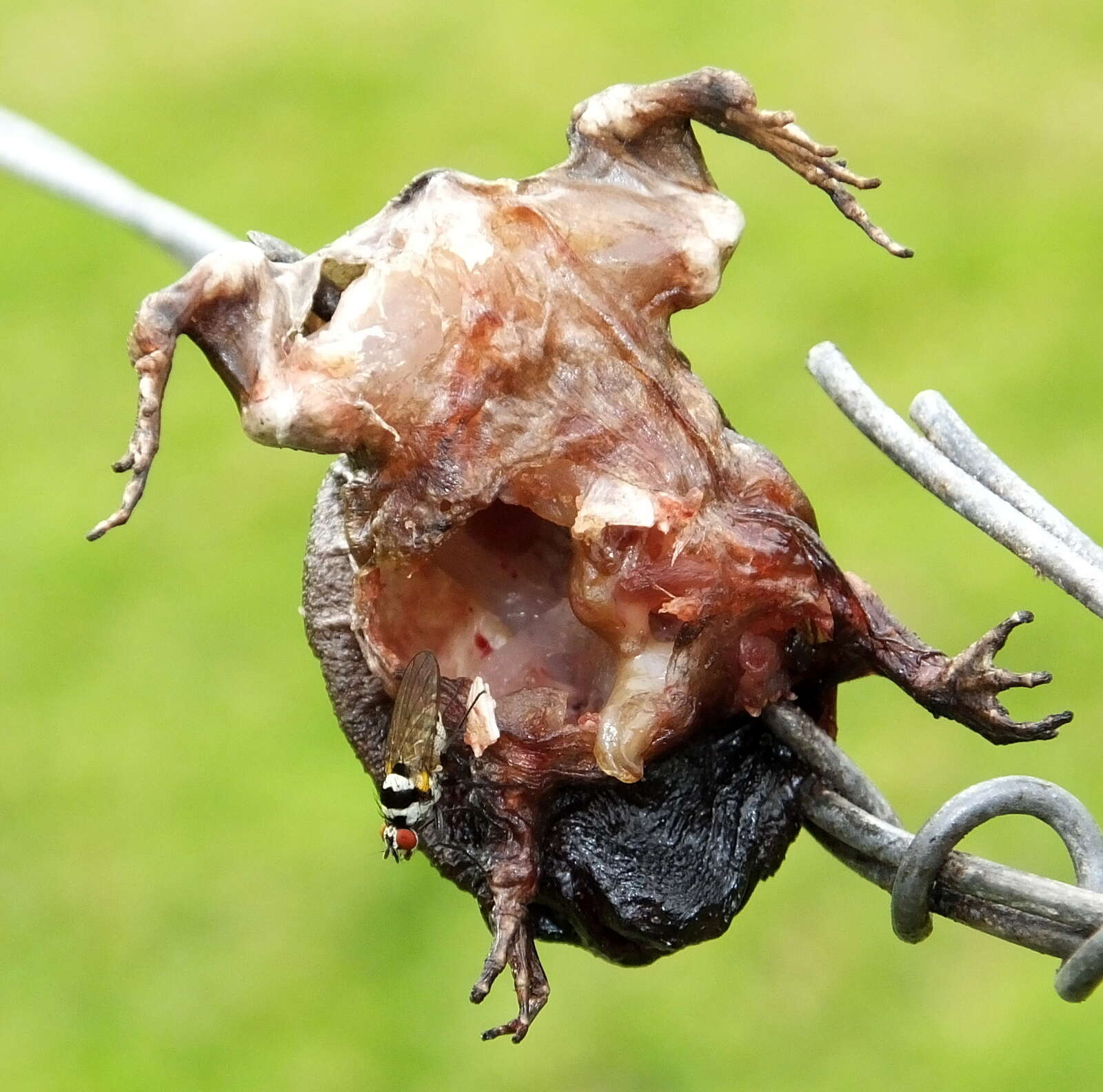 Image of Black Rain Frog