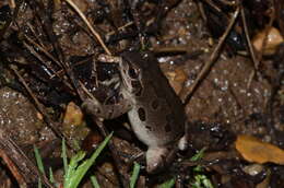 Image of Illinois chorus frog