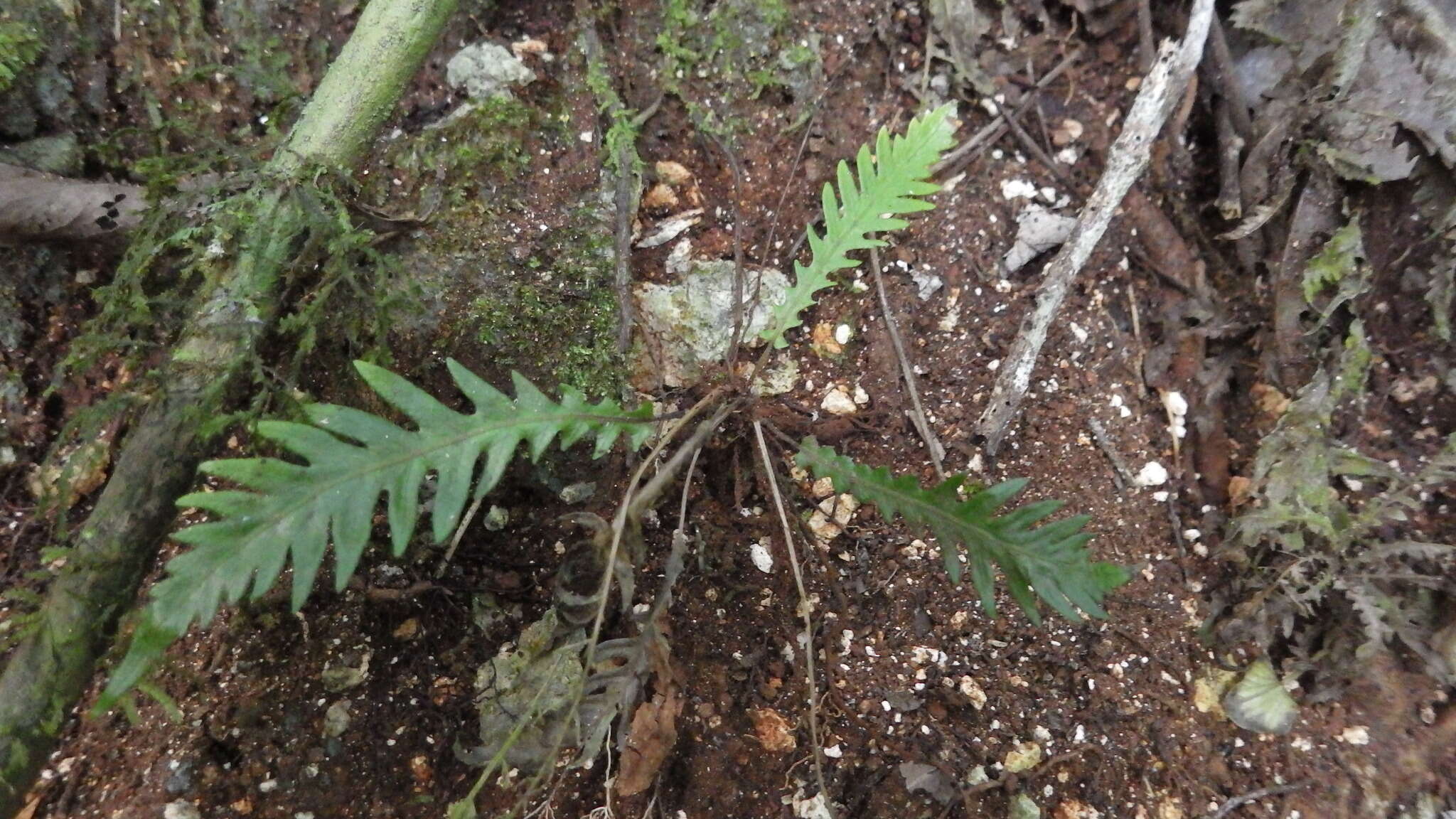 Imagem de Goniopteris alata (L.) Ching