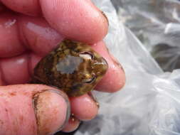 Image of Orange clingfish