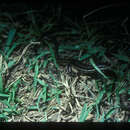 Image of Grass-top skink