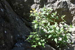 Image of Hooker's cinquefoil