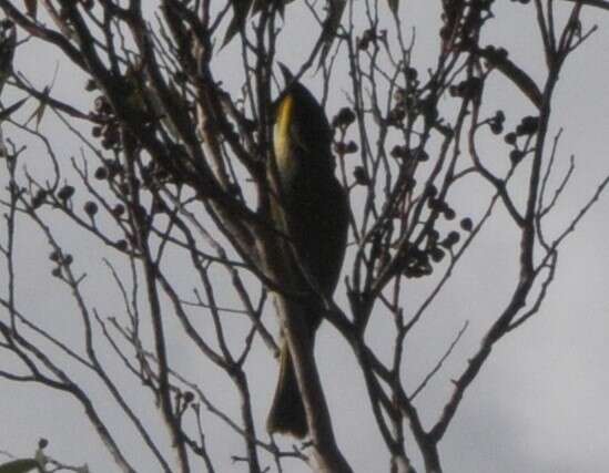 Image of Purple-gaped Honeyeater