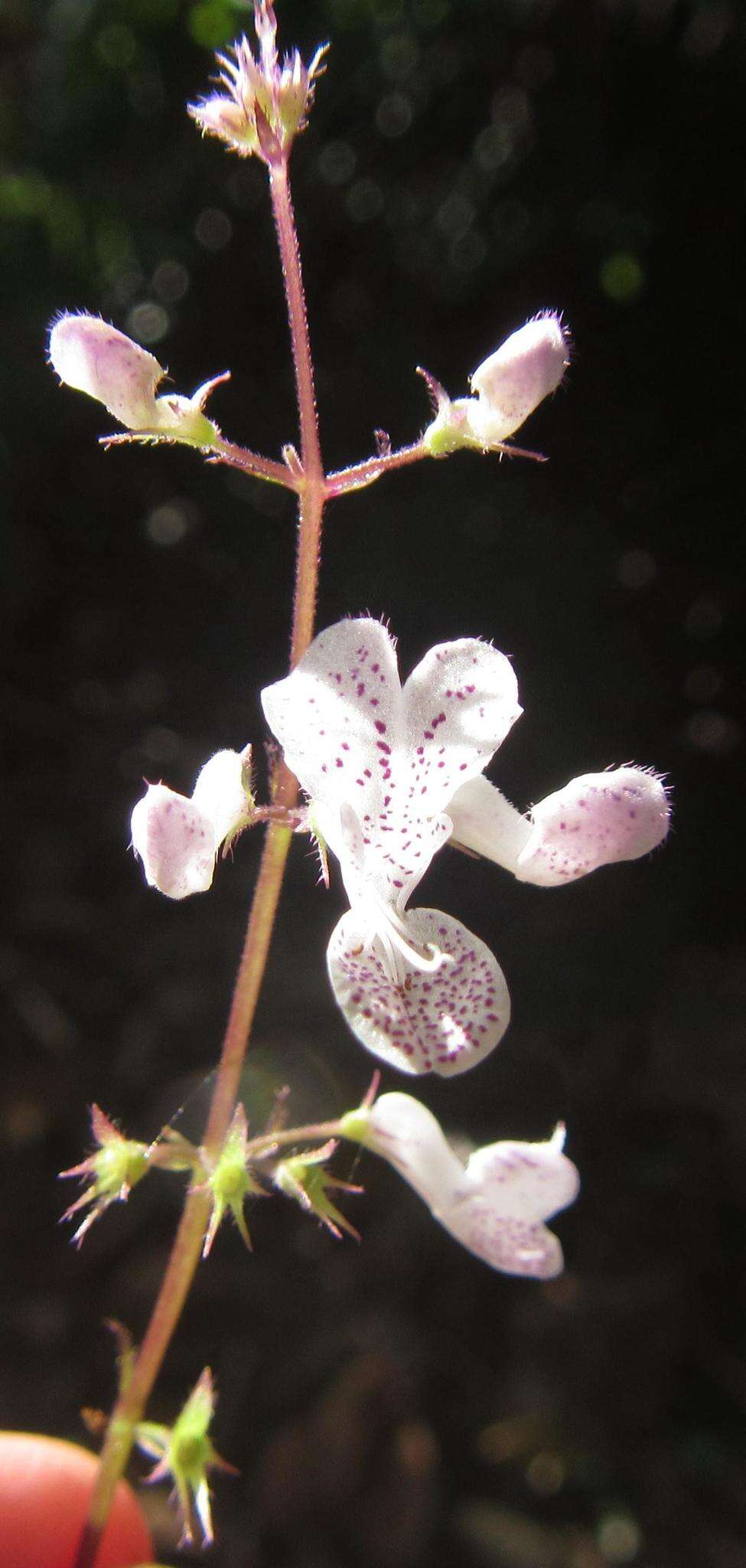 Image of speckled spur flower