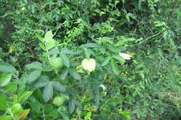Image of Dalechampia capensis A. Spreng.