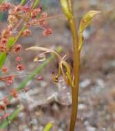 Image of Elbow orchids