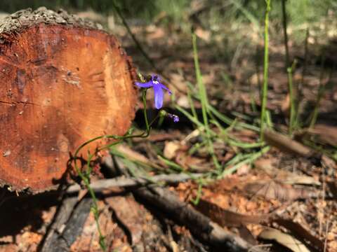 Image of Lobelia dentata Cav.