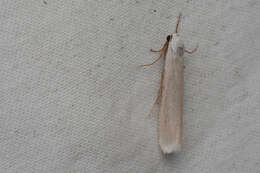 Image of Pearly-winged Lichen Moth