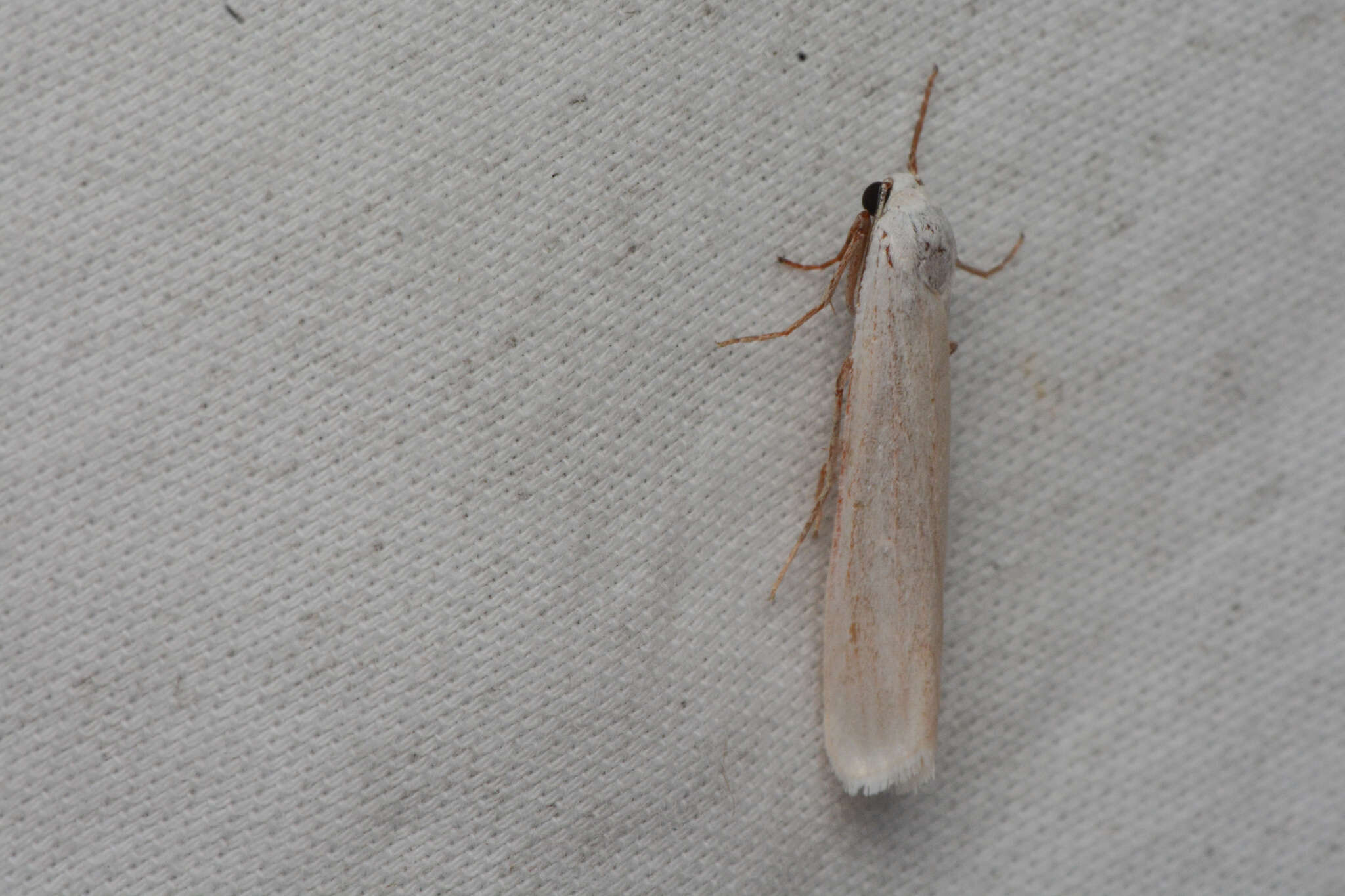 Image of Pearly-winged Lichen Moth