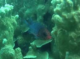 Image of Violet squirrelfish