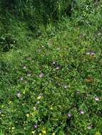 Imagem de Geranium asphodeloides subsp. tauricum (Rupr.) Fritsch