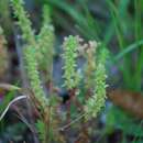 Crassula sieberiana subsp. sieberiana的圖片