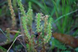 Image of Crassula sieberiana subsp. sieberiana