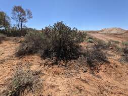 Image de Eremophila rotundifolia F. Muell.