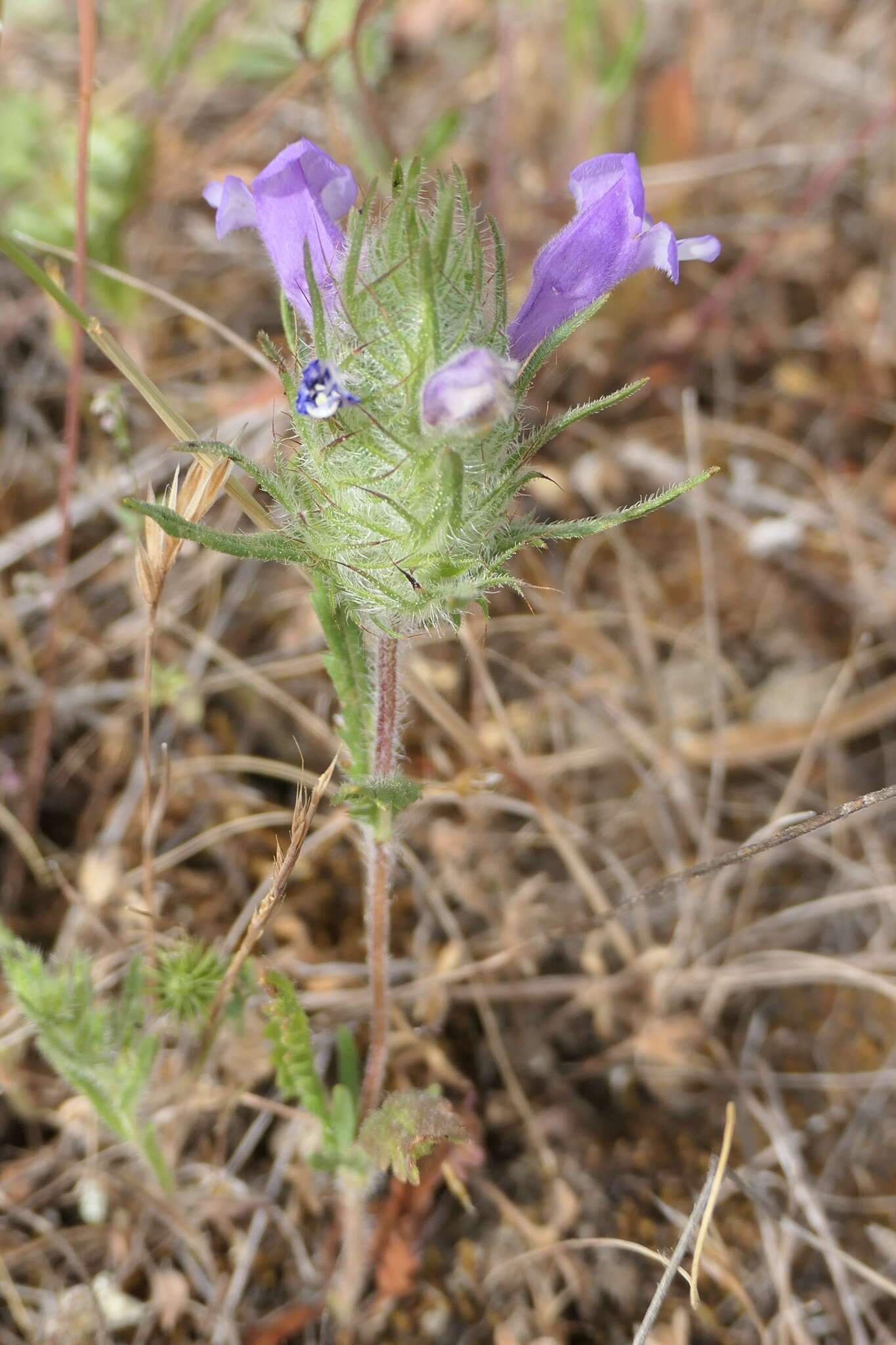 Image of Cleonia lusitanica (L.) L.