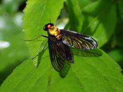 Image of Chrysopilus davisi Johnson 1912