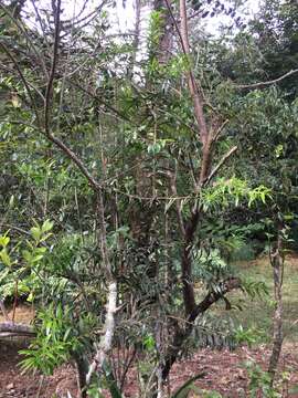 Image of Podocarpus costaricensis de Laub. ex Silba