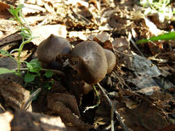 Image of Entoloma vernum S. Lundell 1937