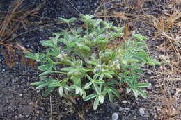 Image of Intermountain lupine