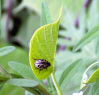 Image of Zygogramma bicolorata