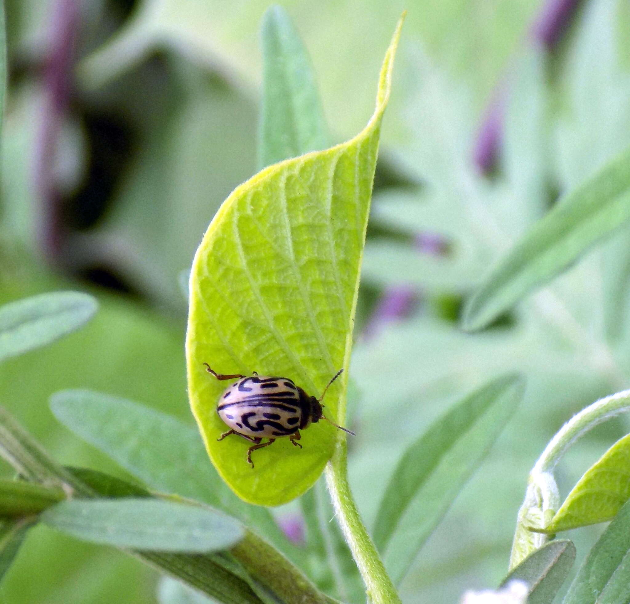 Image of Zygogramma bicolorata