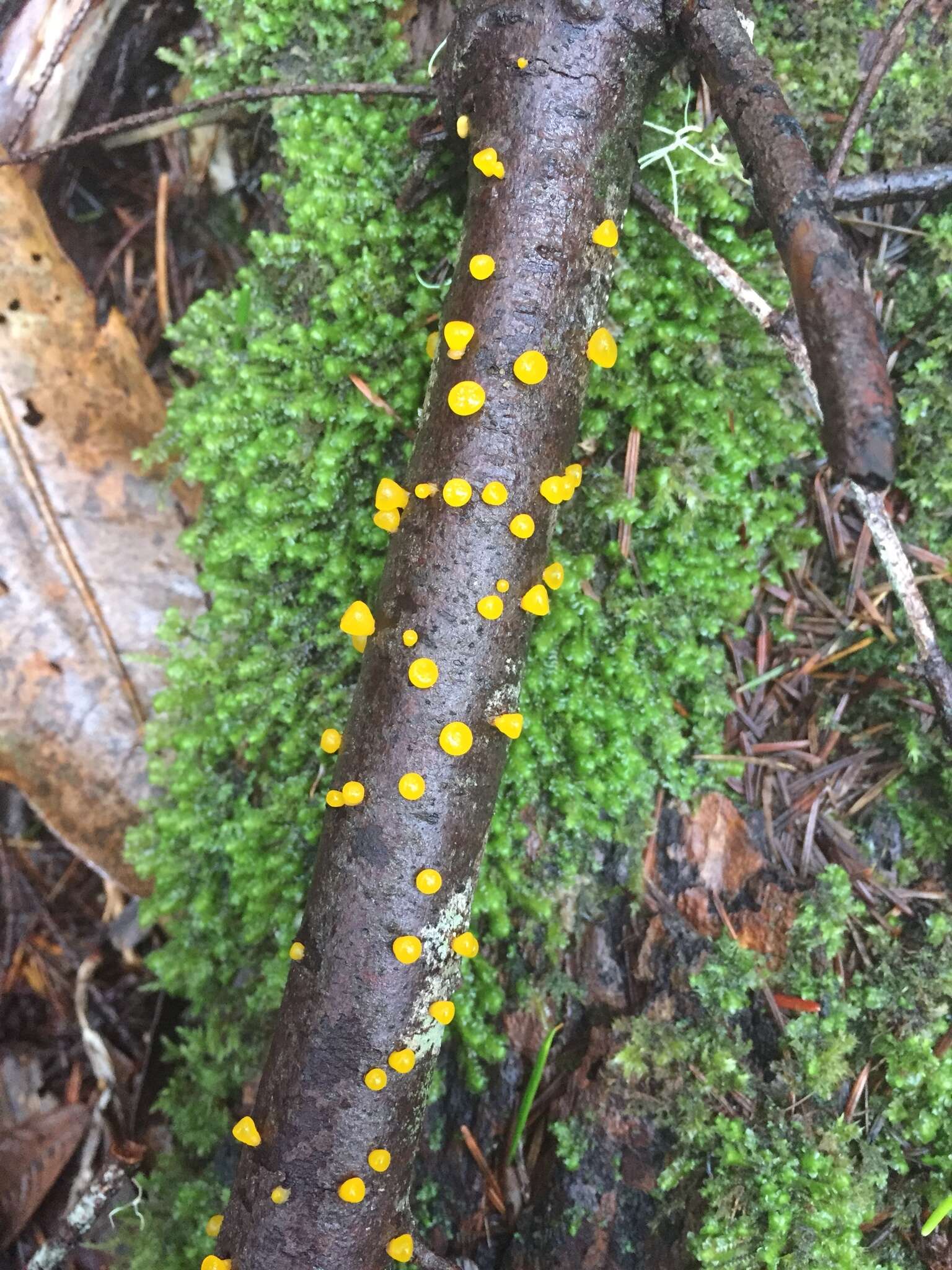 Image of Yellow Hat Jelly